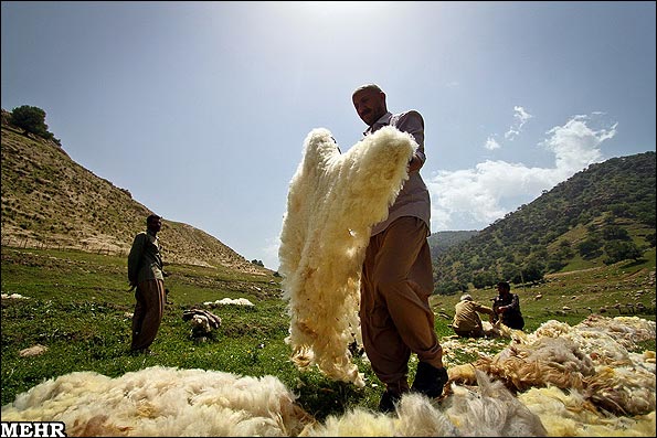بازدهی پشم از طریق شستشو